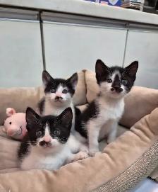 Vaccinated Kittens with Delivery!