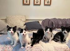 Vaccinated Kittens with Delivery! - Photo 4