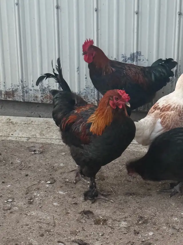 Beautiful Copper Maran Roosters