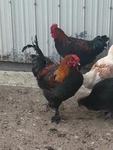 Beautiful Copper Maran Roosters