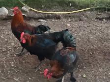 Beautiful Copper Maran Roosters - Photo 2