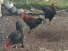 Beautiful Copper Maran Roosters - Photo 3