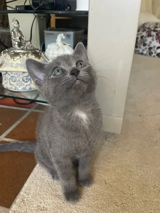 Beutiful grey kitten boy and girl