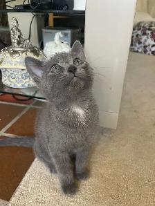 Beutiful grey kitten boy and girl