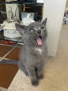 Beutiful grey kitten boy and girl - Photo 2
