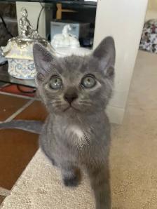 Beutiful grey kitten boy and girl - Photo 3
