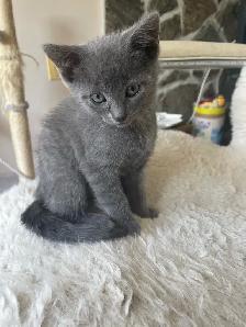 Beutiful grey kitten boy and girl - Photo 5
