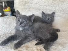 Beutiful grey kitten boy and girl - Photo 6