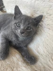 Beutiful grey kitten boy and girl - Photo 7
