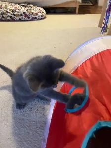 Beutiful grey kitten boy and girl - Photo 9