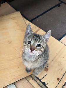 Adorable 8 week old kittens