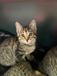 Adorable 8 week old kittens - Photo 2