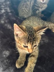 Adorable 8 week old kittens - Photo 3