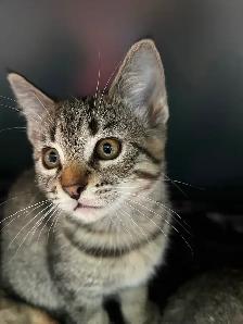Adorable 8 week old kittens - Photo 4