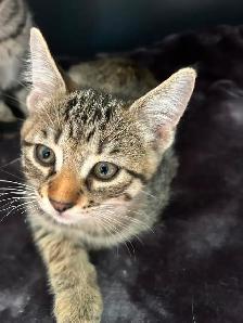 Adorable 8 week old kittens - Photo 5