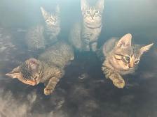 Adorable 8 week old kittens - Photo 6
