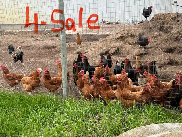 laying hens
