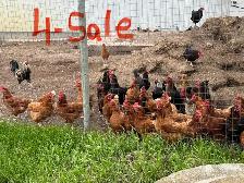 laying hens