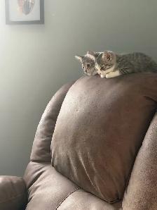 kitten beautiful little boy waiting for his forever home! - Photo 2