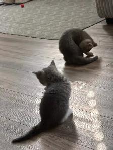 kitten beautiful little boy waiting for his forever home! - Photo 3