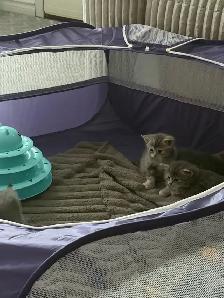 kitten beautiful little boy waiting for his forever home! - Photo 6