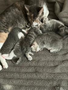 kitten beautiful little boy waiting for his forever home! - Photo 8