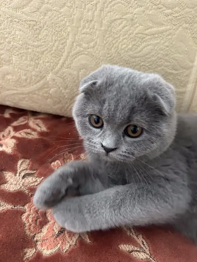 Scottish Fold and Scottish Straight kittens CCA/AFC registered