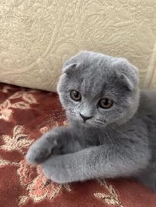 Scottish Fold and Scottish Straight kittens CCA/AFC registered