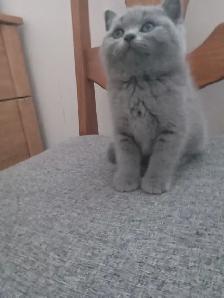 Scottish Fold and Scottish Straight kittens CCA/AFC registered - Photo 3