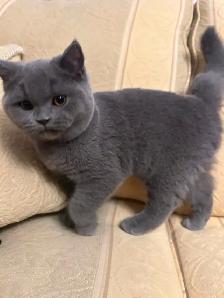 Scottish Fold and Scottish Straight kittens CCA/AFC registered - Photo 4