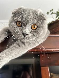 Scottish Fold and Scottish Straight kittens CCA/AFC registered - Photo 10