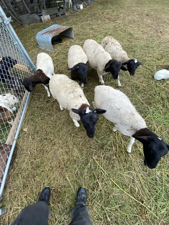 six months old lamb eewe dorper hair sheep