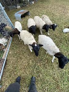 six months old lamb eewe dorper hair sheep