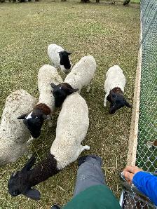 six months old lamb eewe dorper hair sheep - Photo 2