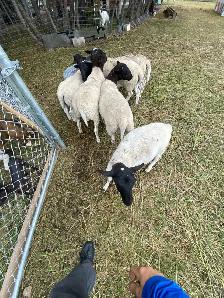 six months old lamb eewe dorper hair sheep - Photo 3