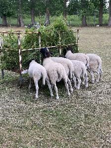 six months old lamb eewe dorper hair sheep - Photo 4