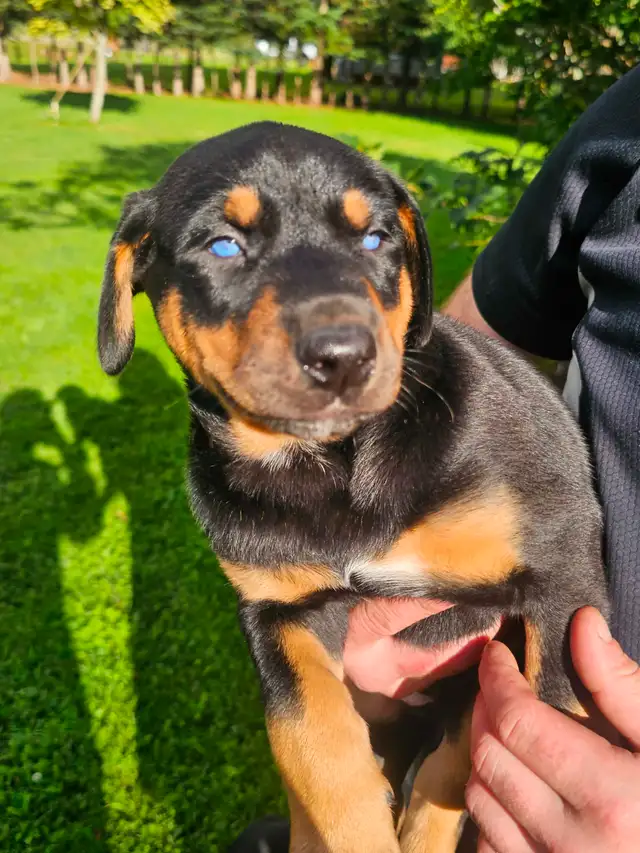 Puppies for sale