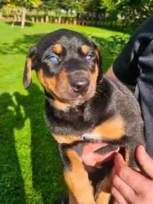 Puppies for sale