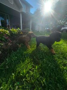 Puppies for sale - Photo 2