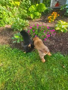 Puppies for sale - Photo 3