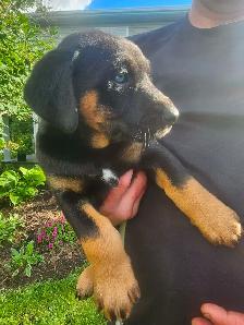 Puppies for sale - Photo 4