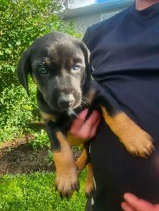 Puppies for sale - Photo 5