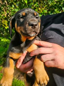 Puppies for sale - Photo 6