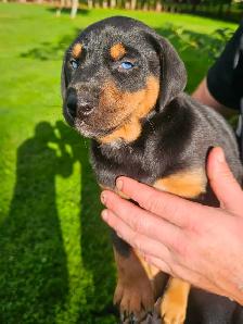 Puppies for sale - Photo 7