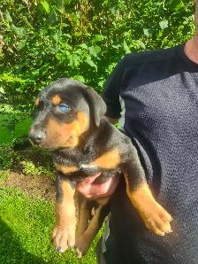 Puppies for sale - Photo 8