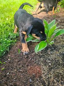 Puppies for sale - Photo 9