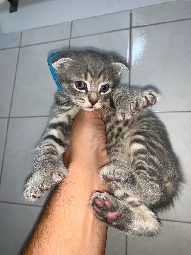 Scottish Fold Polydactyl -KITTENS (microchipped & registered)