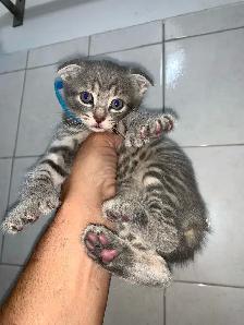 Scottish Fold Polydactyl -KITTENS (microchipped & registered) - Photo 2