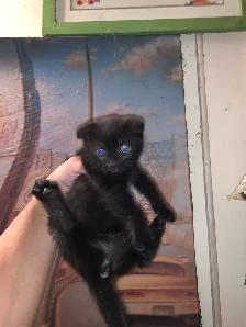 Scottish Fold Polydactyl -KITTENS (microchipped & registered) - Photo 3