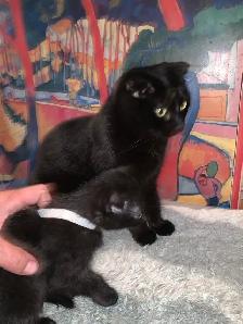 Scottish Fold Polydactyl -KITTENS (microchipped & registered) - Photo 4